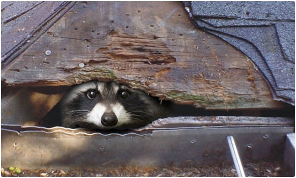 raccoon-roof-damage