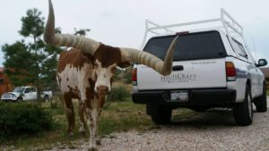 HighCraft truck and bull urban homesteading