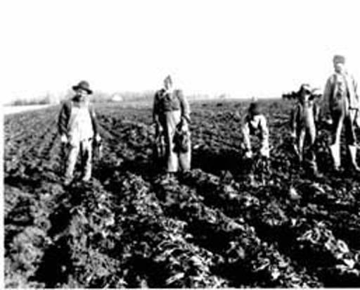 german russian farmers sugar beets fort collins