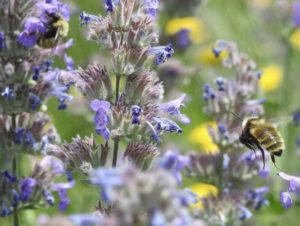 design and build custom home bees on lavender