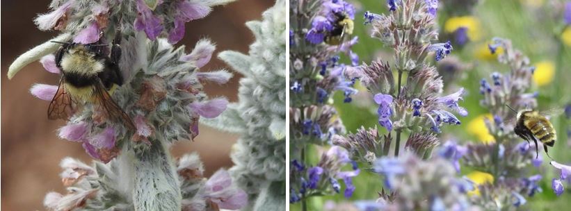 dutch ridge ranch bees on lavender