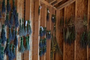 lavender drying in custom built barn