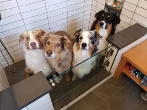 mudroom_remodel_dog_shower_four_dogs