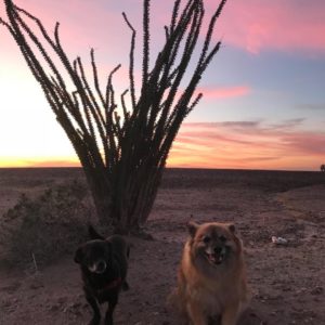 dogs_desert_sunset_remodeling_road_trip
