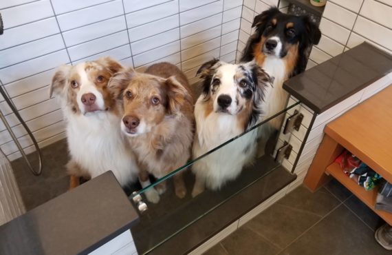 four-dogs-glass-door-dog-shower
