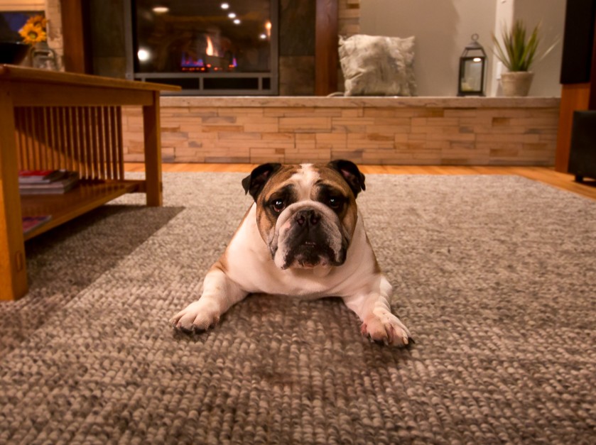 fort-collins-colorado-home-remodel-bulldog-fireplace-rug