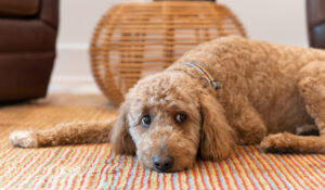 fort-collins-remodel-modern-minimalism-dog-on-rug