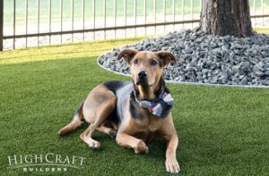 loveland-home-remodel-dog-run-artificial-turf