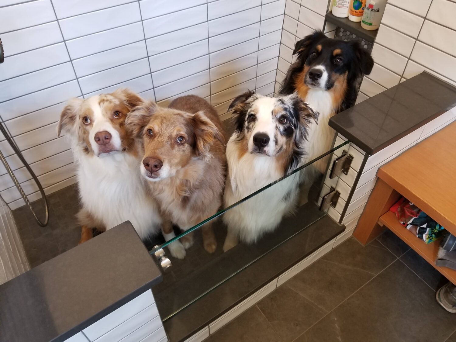 old-town-fort-collins-remodel-mudroom-dogs-in-dog-shower
